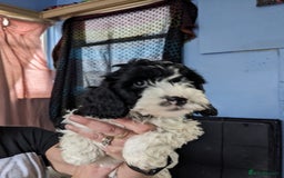 Cavapoo dogs for sale: Beautiful black and white cavapoo’s puppies - Advert 16