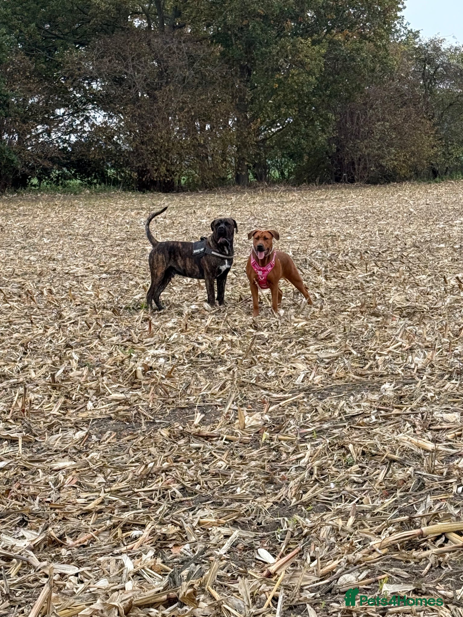 Mixed Breed dogs ❣️ Cane Corso x Chinese Red Dog Puppies ❣️ - Advert 10
