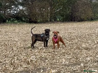 Mixed Breed dogs ❣️ Cane Corso x Chinese Red Dog Puppies ❣️ - Advert 10