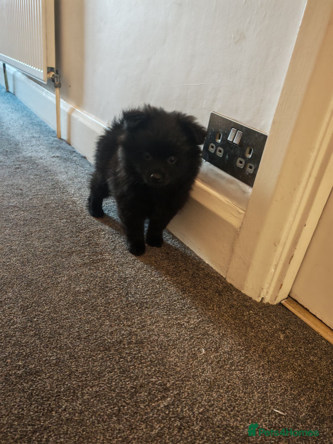 Pomeranian dogs for sale: Pomeranian for sale - Advert 13