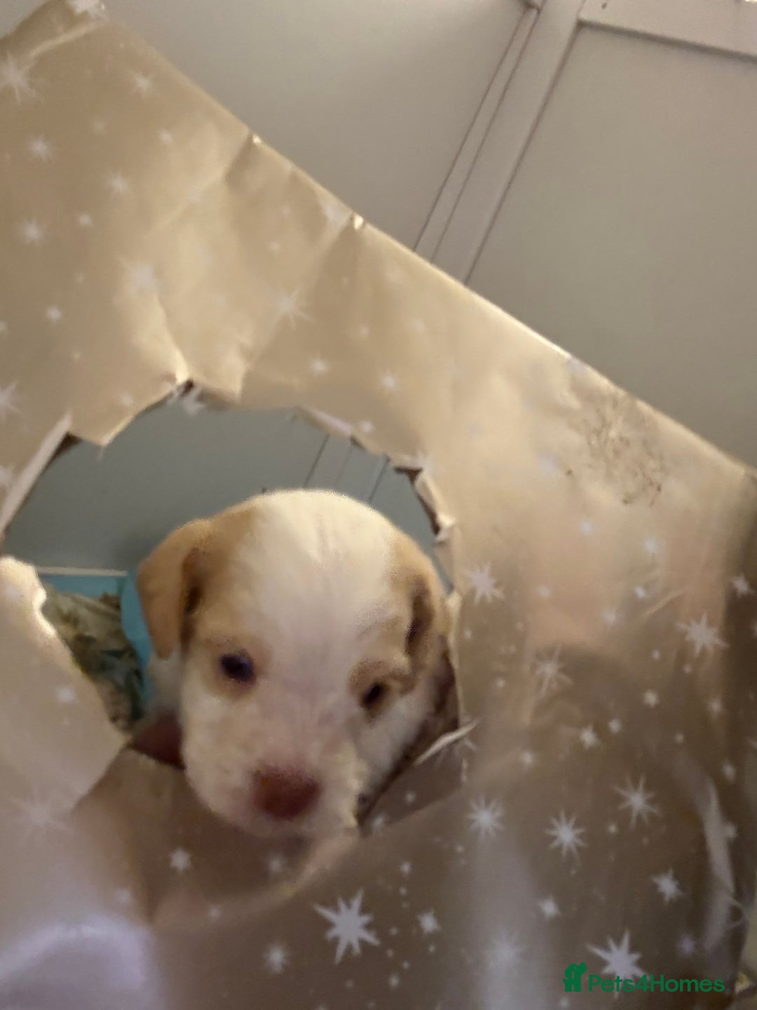 Cockapoo dogs for sale: 4 males and 1 female  - Advert 21