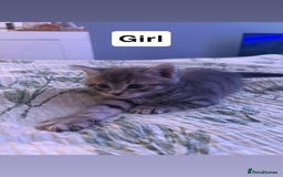 Domestic Shorthair cats for sale: 2 beautiful cuddly loving kittens  - Image 2