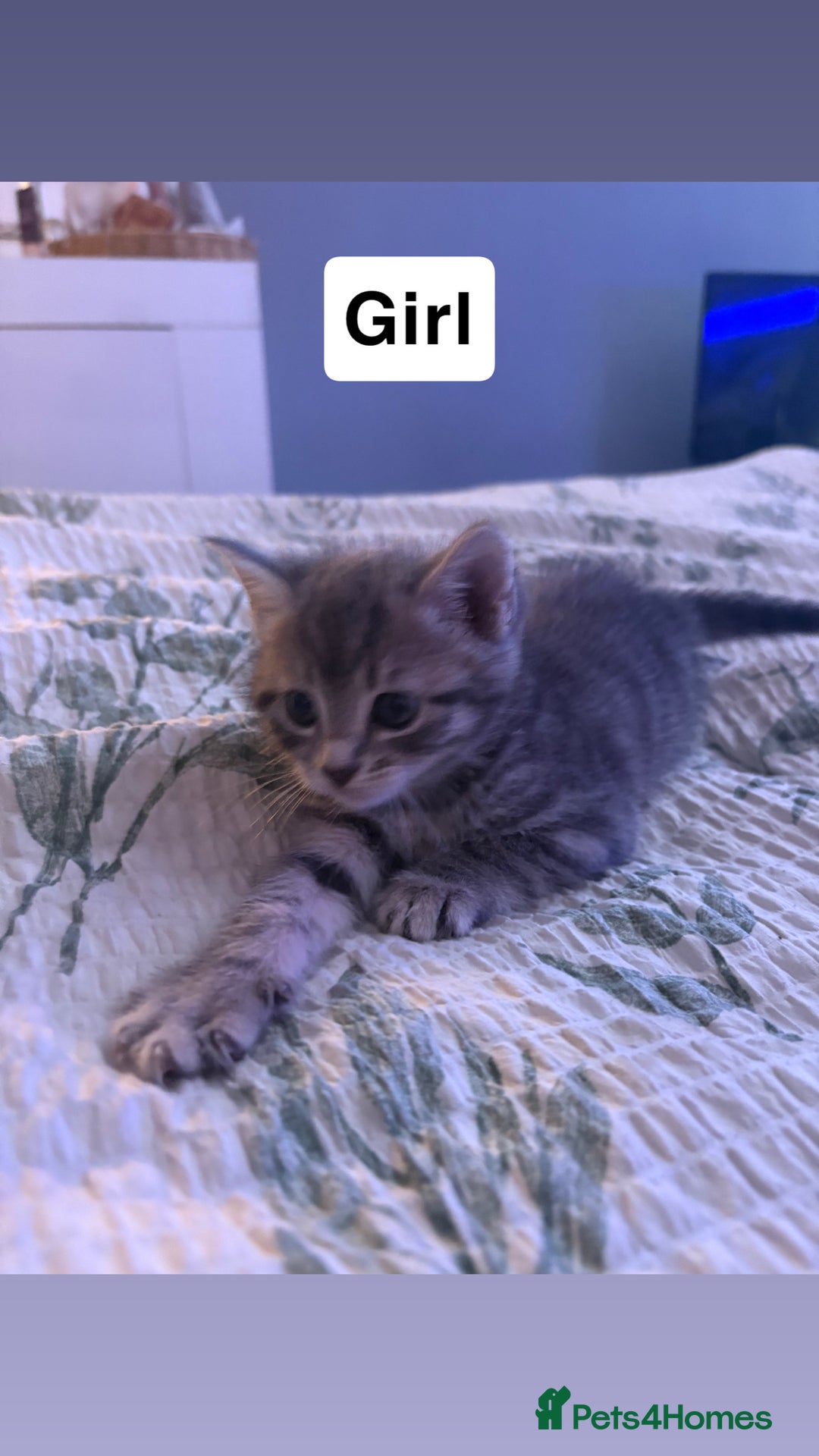 Domestic Shorthair cats for sale: 2 beautiful cuddly loving kittens  - Image 2