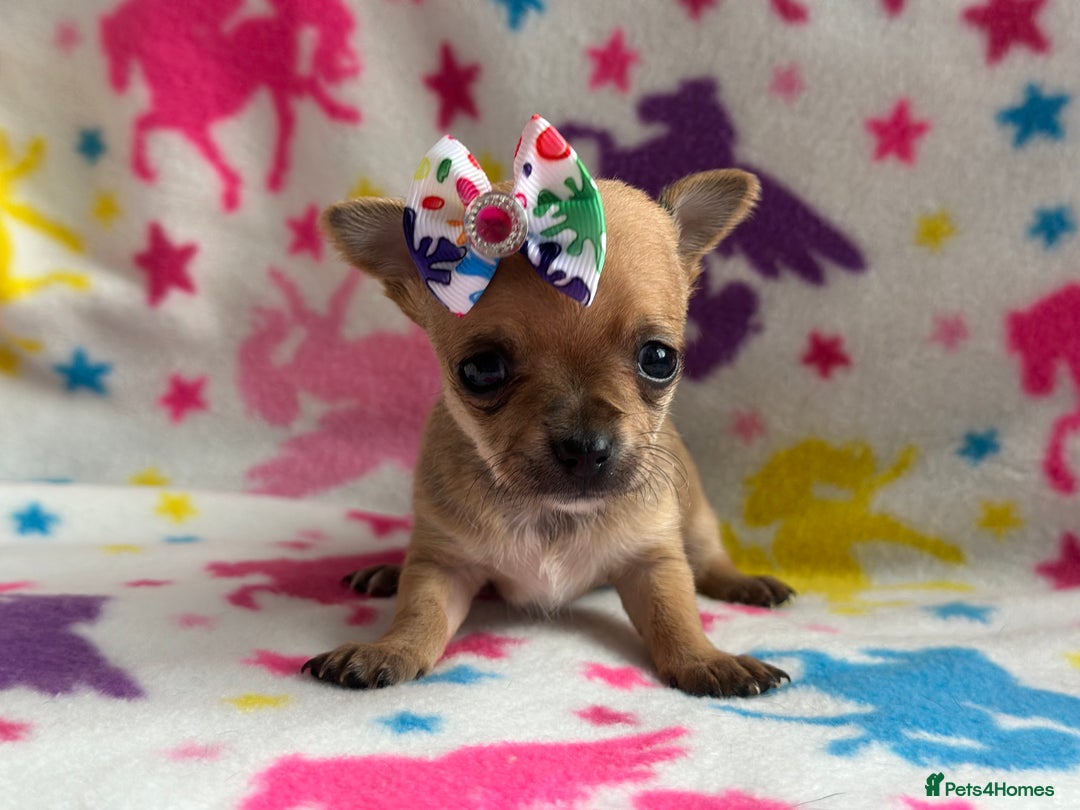 Chihuahua dogs for sale: Chihuahua pup  - Image 7