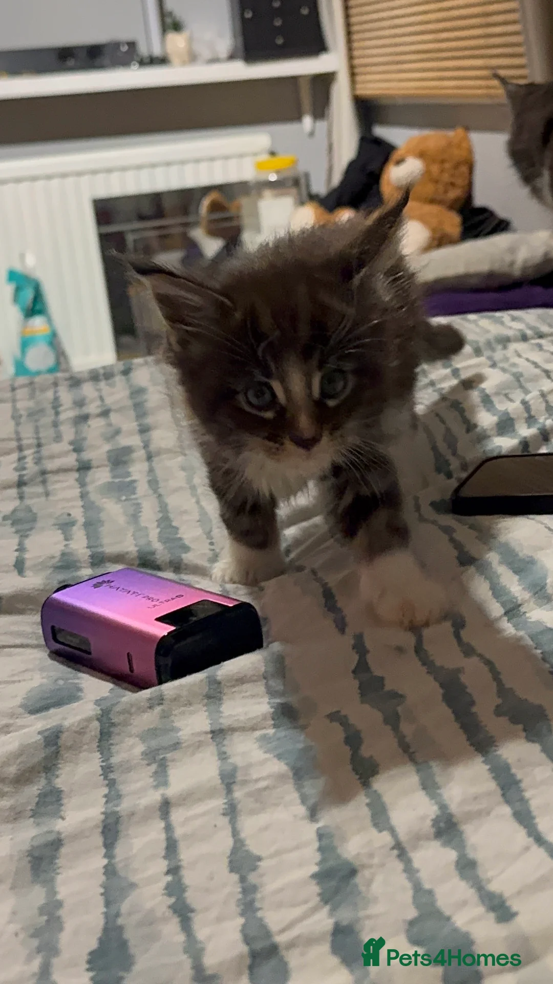 Maine Coon cats for sale: Full Maine Coon for sale - Advert 9