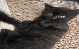 British Shorthair cats for sale: Black BSH x kittens  - Image 14