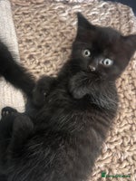 British Shorthair cats - Advert 14