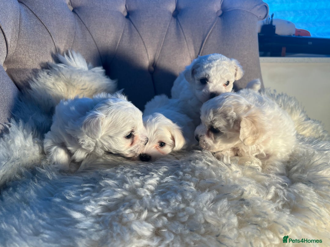 Mixed Breed dogs for sale: Bichon Maltese puppies!!! 3 girls and 1 boy!!! - Image 7