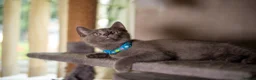 British Shorthair cats for sale: British shorthair kittens  - Advert 4