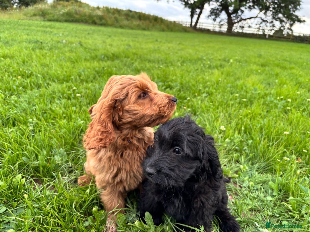 Cockapoo dogs for sale: Gorgeous quality health checked F1 Cockapoos  in Market Drayton - Image 16