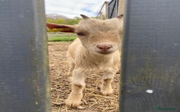 Goats livestock for sale: Six Pygmy goats for sale  - Image 6