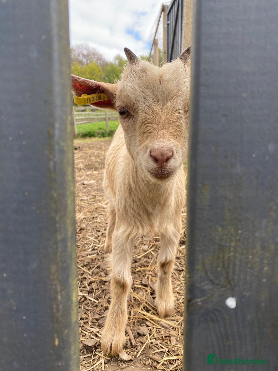 Goats livestock for sale: Six Pygmy goats for sale  - Image 6