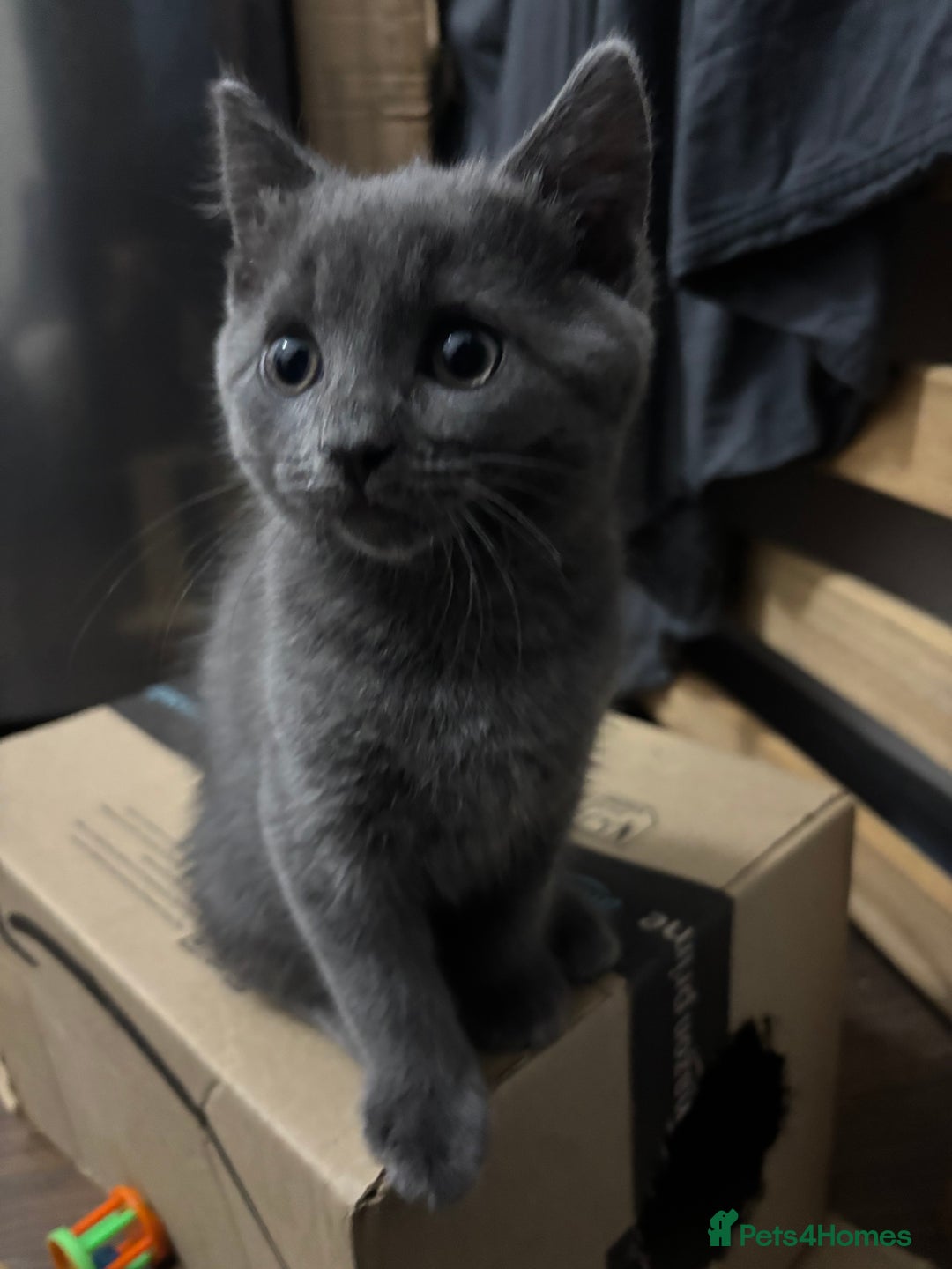 Mixed Breed cats for sale: Stunning Solid Blue/Grey Kitten-Rare Chunky Build - Advert 2