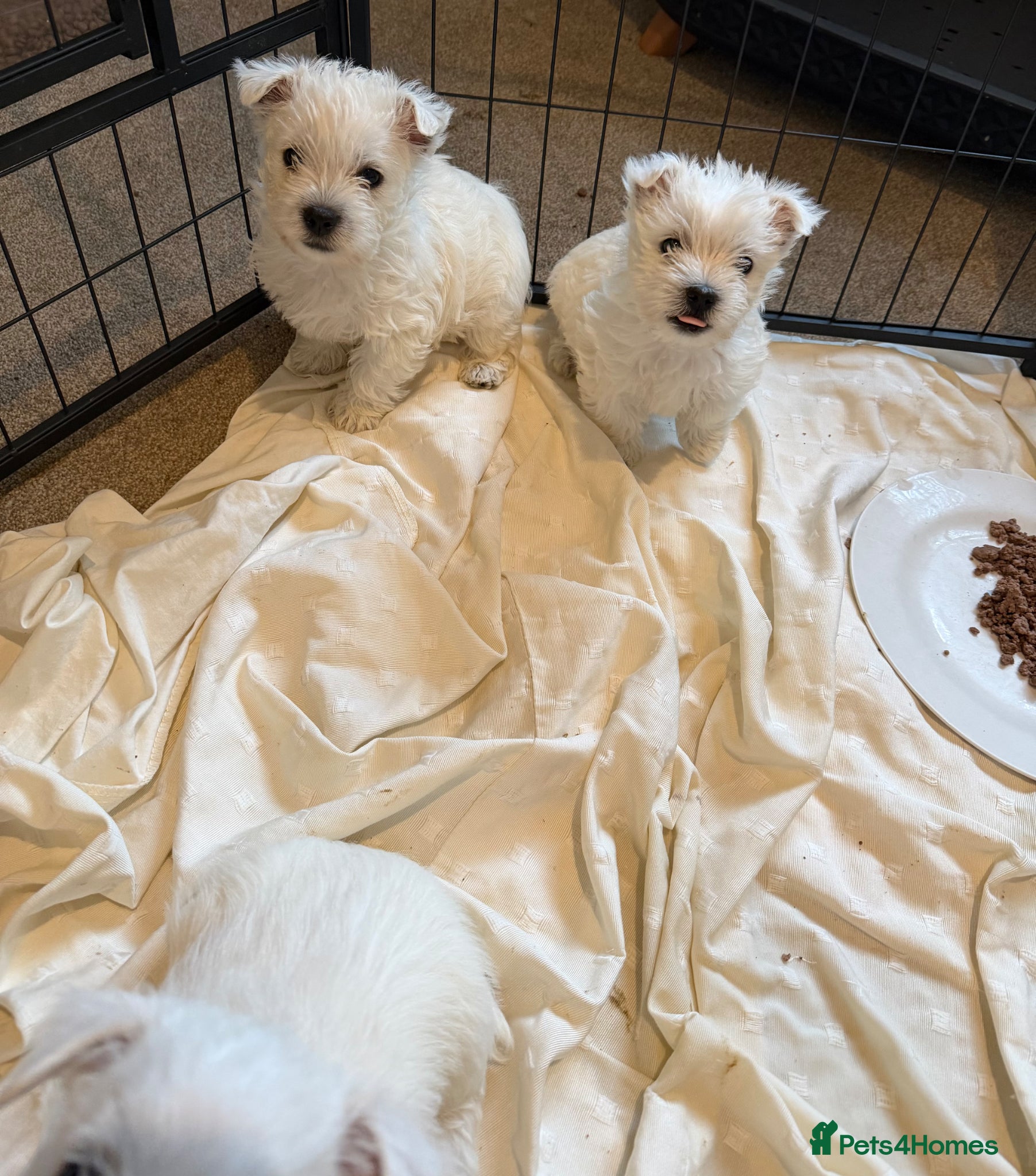 West Highland Terrier dogs for sale: Beautiful Westies - Advert 13
