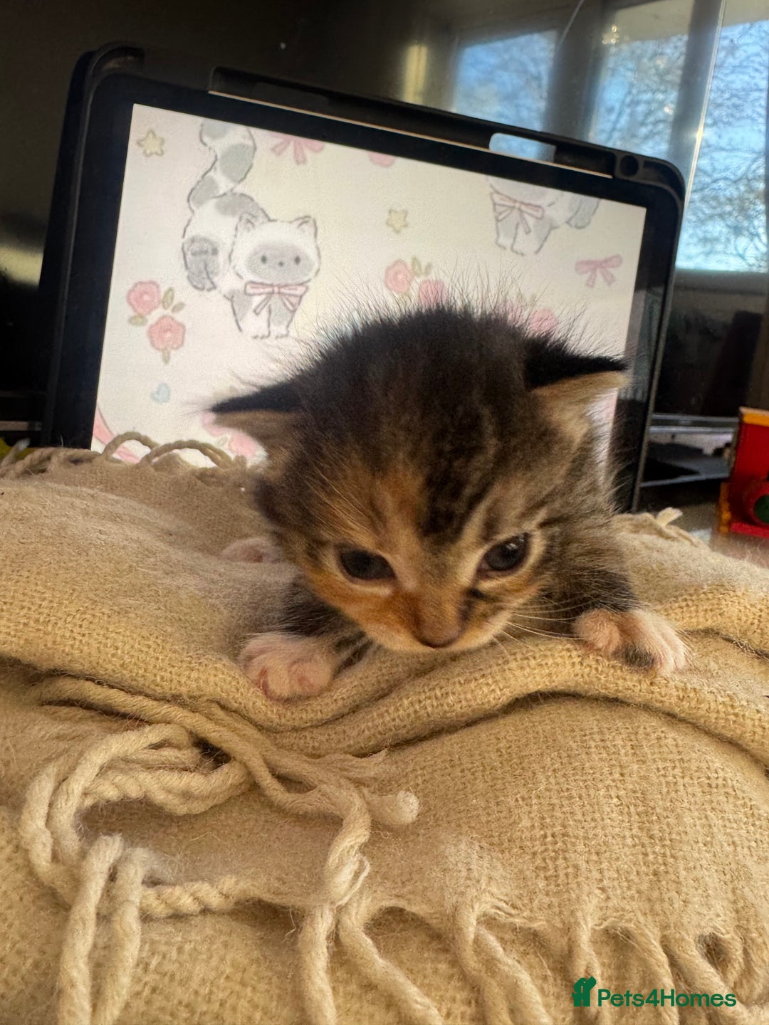 British Shorthair cats for sale: Adorable kittens - Advert 2