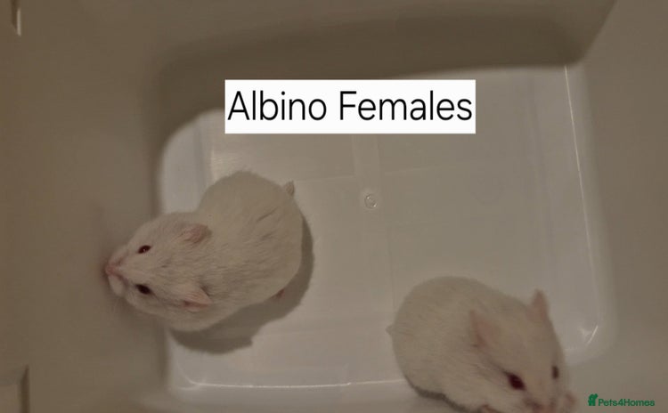Hamster rodents - Advert 1