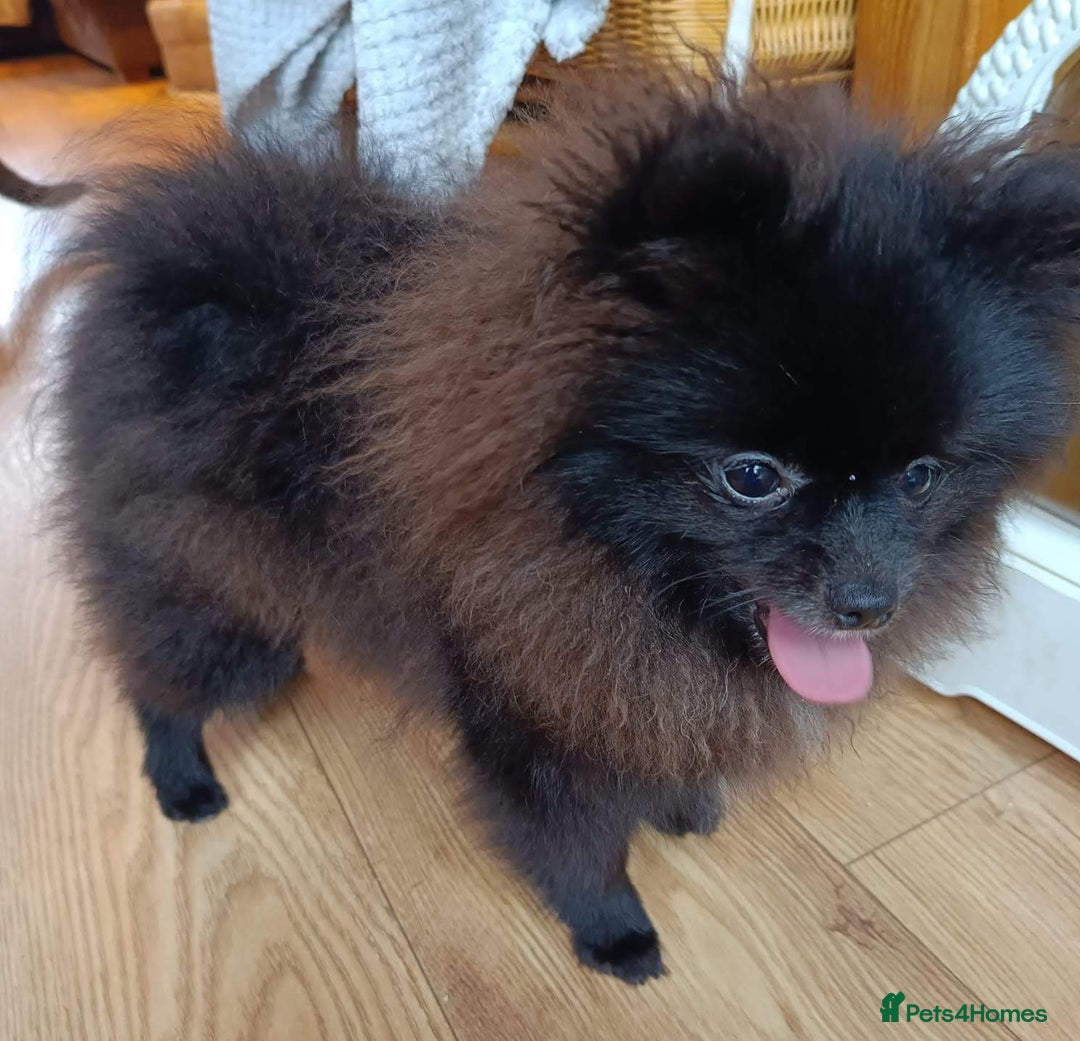 Pomeranian dogs for sale: Pom puppys with Kc reg , pedigree for sale - Advert 15