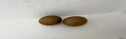 Chickens poultry for sale: Green Olive Egger Hen - Advert 4