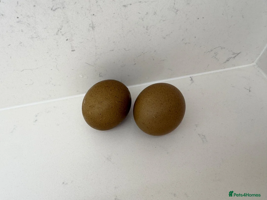Chickens poultry for sale: Green Olive Egger Hen - Advert 4