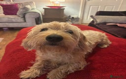 Dachshund dogs for sale: Pedigree standard cream wirehaired Dachshund  - Advert 7