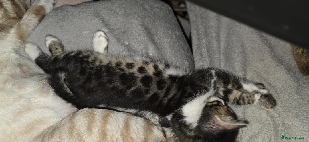 Mixed Breed cats for sale: Beautiful Bengal kittens,Exteptional Colour😻our - Advert 1