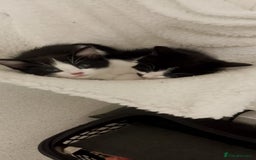 Mixed Breed cats for sale: 2 Male Kittens Available!  - Image 1