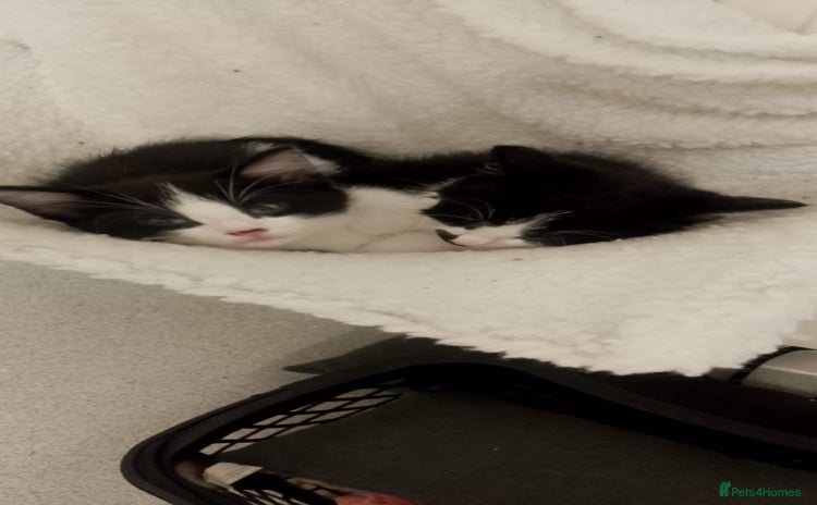 Mixed Breed cats - Advert 2