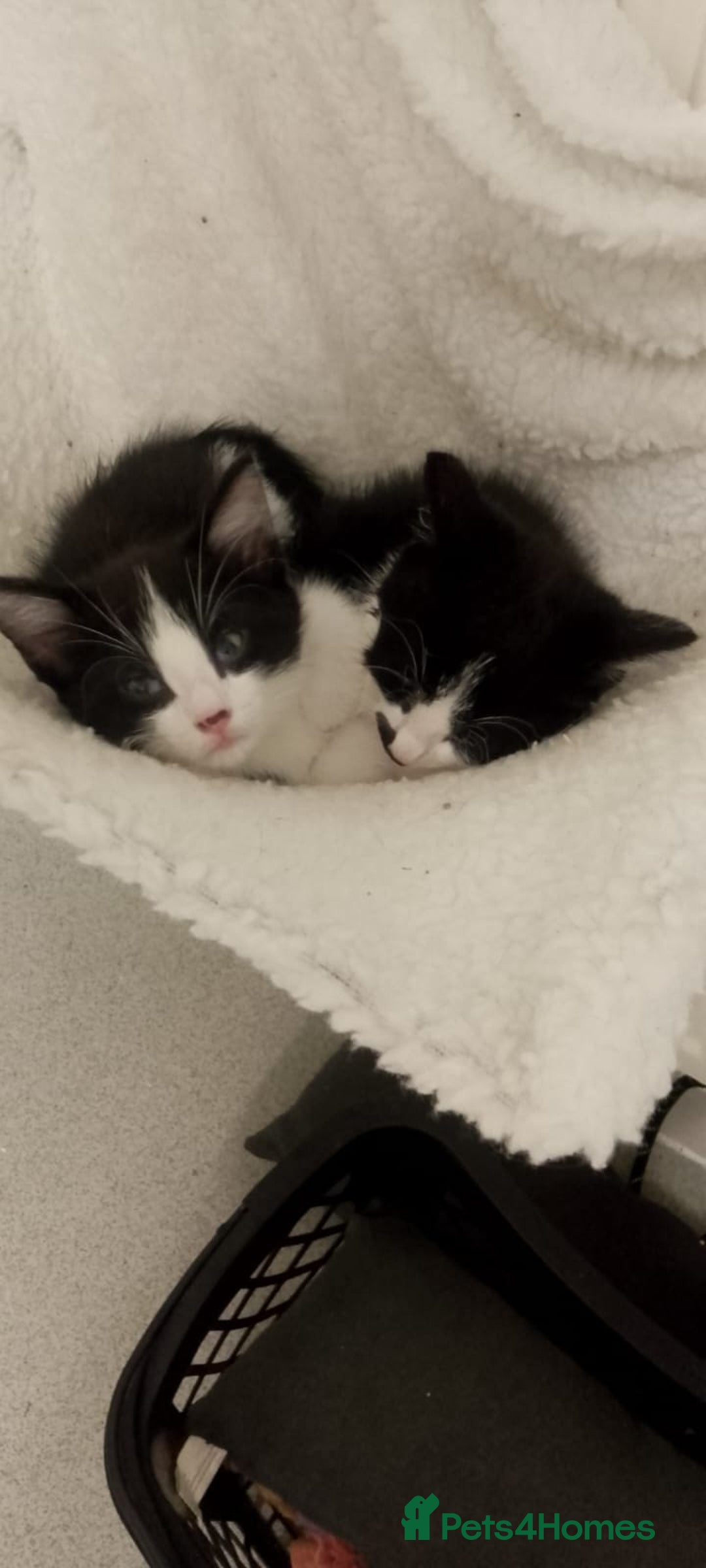 Mixed Breed cats for sale: 2 Male Kittens Available!  - Image 1