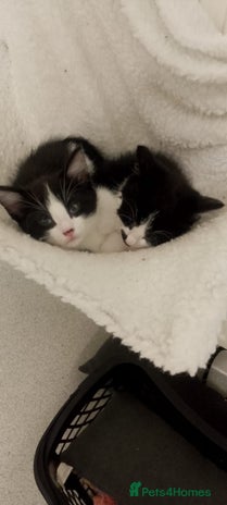 Mixed Breed cats - Advert 10