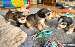Cocker Spaniel dogs for sale: Beautiful sable puppies - Image 21