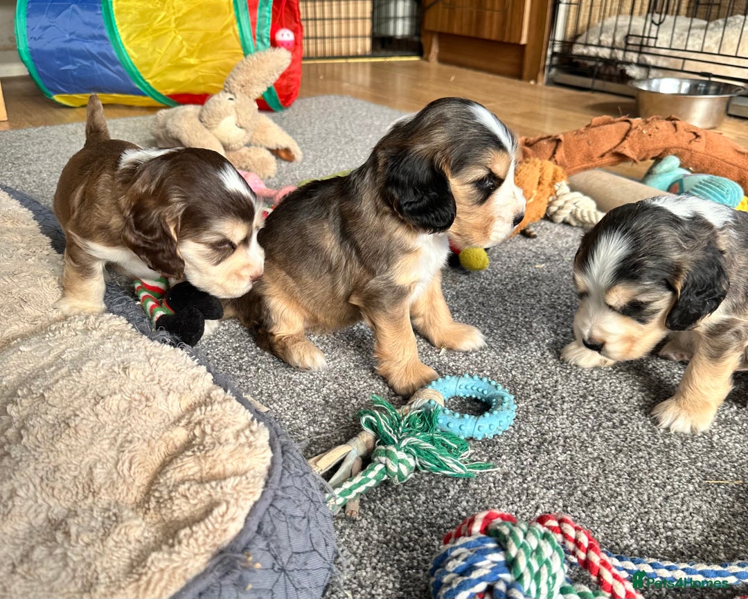 Cocker Spaniel dogs for sale: Beautiful sable puppies - Image 21