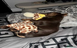 Dachshund dogs for stud: Stud Available — “Rolo” the Chocolate Dachshund  - Image 18