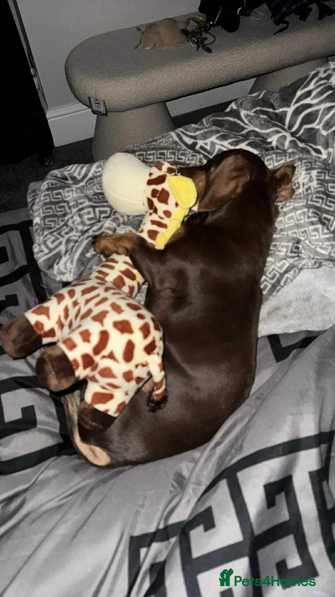 Dachshund dogs for stud: Stud Available — “Rolo” the Chocolate Dachshund  - Advert 18