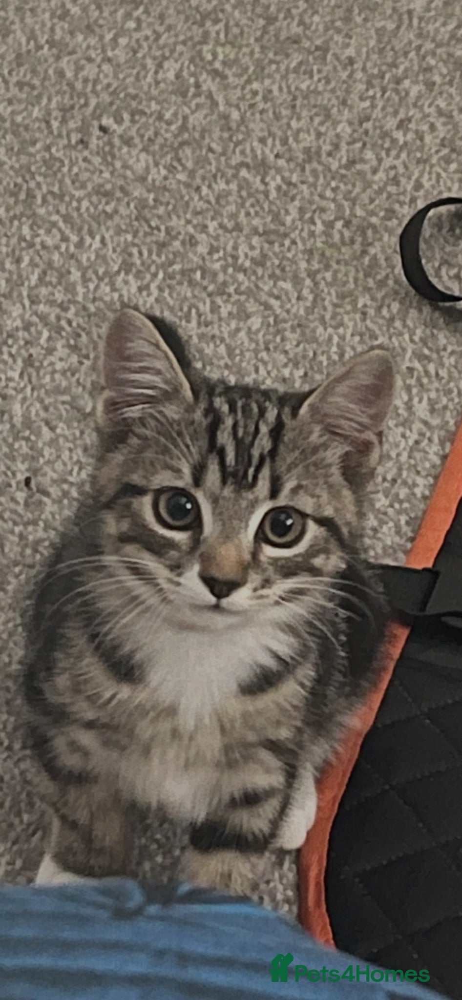 Mixed Breed cats Stunning kitten - Advert 3