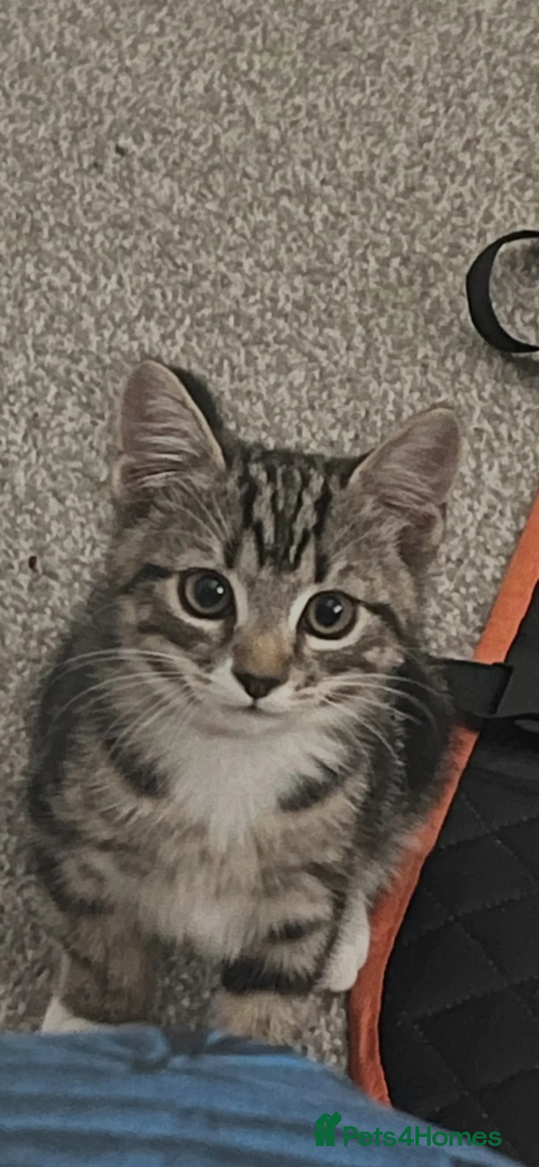 Mixed Breed cats for sale: Stunning kitten in Stockton-on-Tees - Advert 1