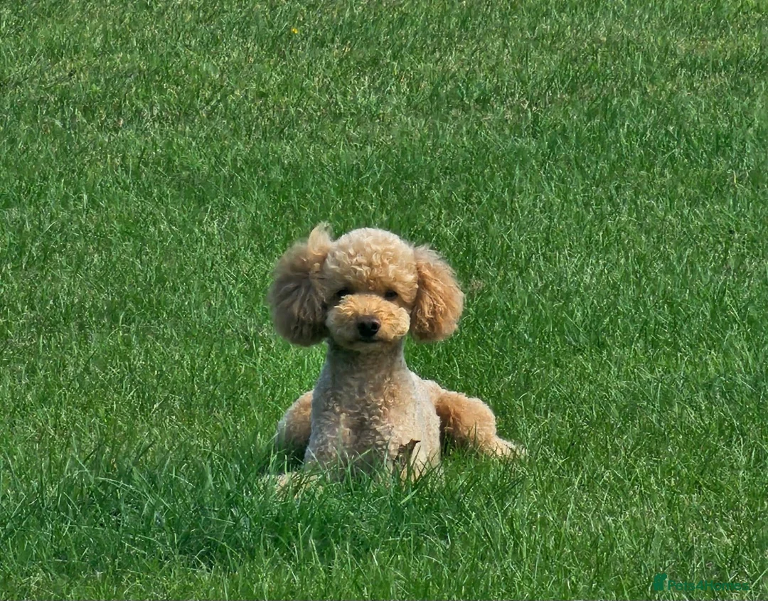 Toy Poodle dogs for stud: ‘Teddy’ KC Registered/Health tested Toy Stud in Wigan - Advert 2
