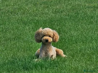 Toy Poodle dogs ‘Teddy’ KC Registered/Health tested Toy Stud in Wigan - Advert 2