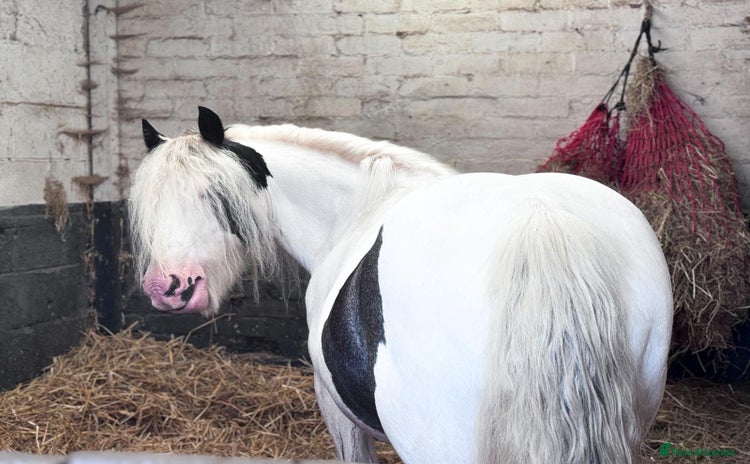 Irish Cob horses - Advert 1