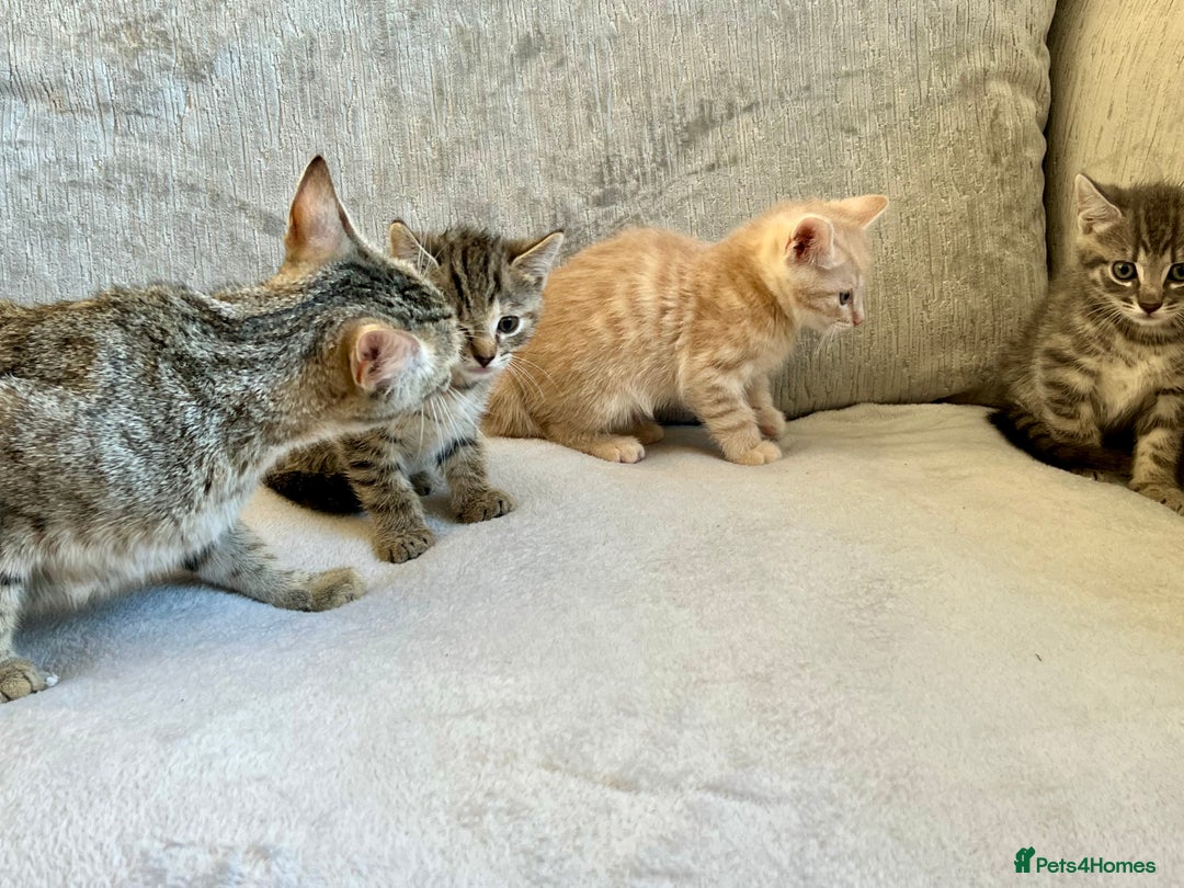 Mixed Breed cats for sale: Beautiful Tabby Kittens For Sale  - Image 3