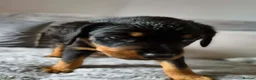 Rottweiler dogs for sale: Rottweiler Puppies Looking for Their Forever Homes - Advert 8