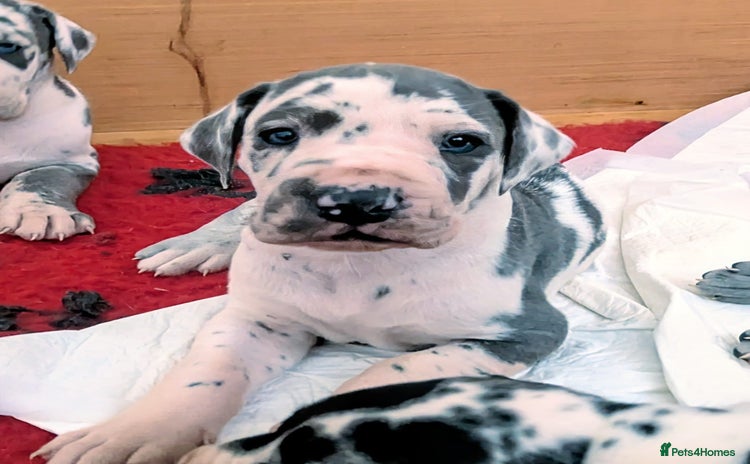 Great Dane dogs - Advert 4