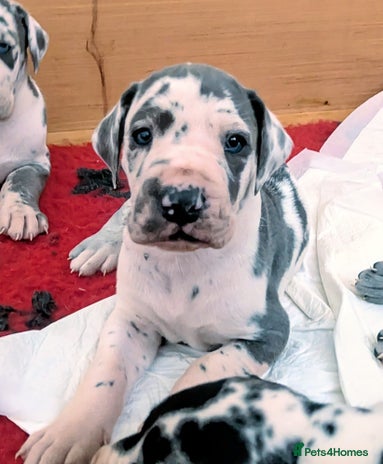 Great Dane dogs - Advert 4