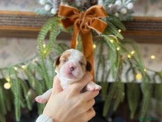 Cavalier King Charles Spaniel dogs KC Cavalier King Charles Spaniel Puppies Available - Advert 6