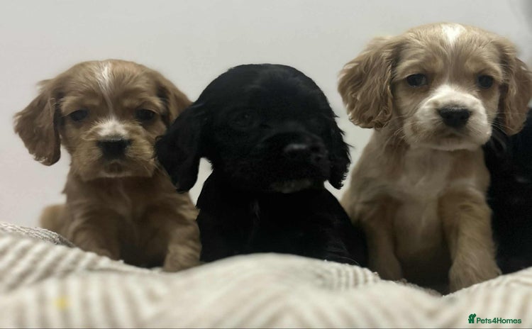 Mixed Breed dogs American x working cocker spaniel - Advert 5
