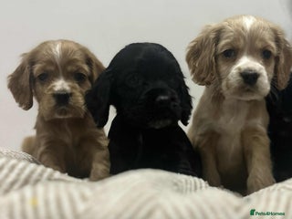 Mixed Breed dogs American x working cocker spaniel - Advert 3