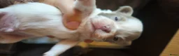 Chihuahua dogs for sale: Full pedigree long coat chihuahua lilac/chocolate - Advert 30
