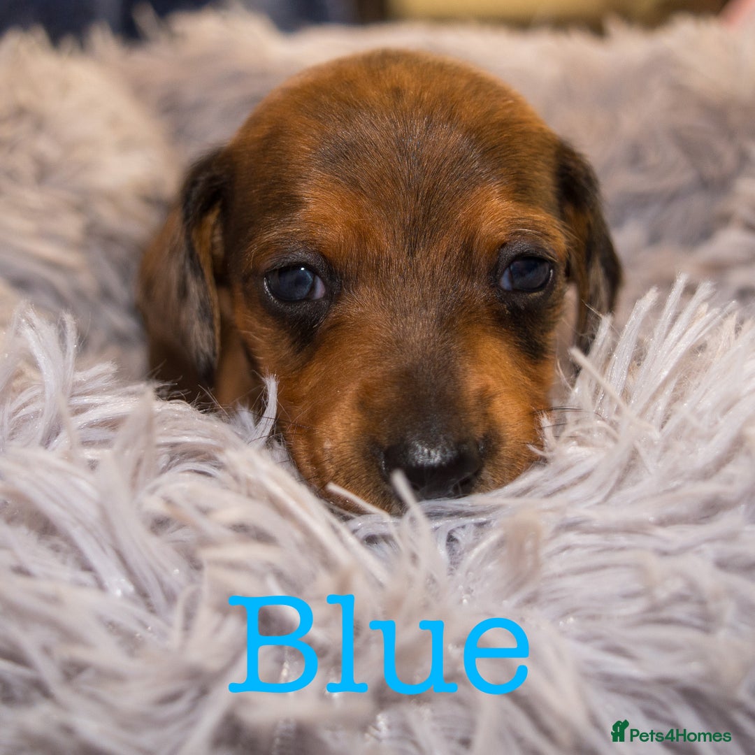 Miniature Dachshund dogs for sale: 4 KC Reg Miniature Dachshund - 3 Boys & 1 Girl - Advert 5