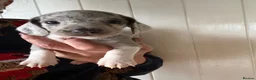 Miniature Dachshund dogs for sale: Miniature dachshund puppies 🐶  - Advert 8