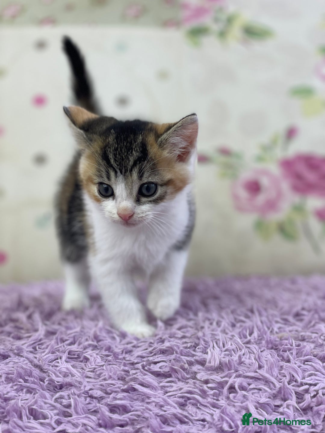 Mixed Breed cats for sale: Beautiful kittens looking for their forever homes - Advert 6