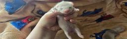 Ferret rodents for sale: 1 angora 1 semi angora hob - Advert 5
